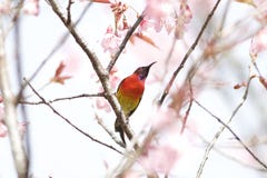 Hochrotes Sun-Vogel indranon Nationalpark Lizenzfreie Stockbilder Hochrotes Sun-Vogel indranon Nationalpark Lizenzfreie Stockbilder