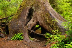 rainforest hoh rain forest trees