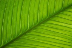 Hoja Hoja