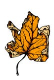 Hoja de arce del otoño ilustración del vector Hoja de arce del otoño ilustración del vector