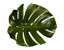 Hoja de palma