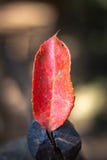 Hoja hermosa roja aislada que muestra la naturaleza colorida fotografía de archivo libre de regalías Hoja hermosa roja aislada que muestra la naturaleza colorida fotografía de archivo libre de regalías