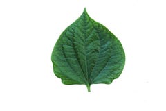 Hoja verde del chaplo de las hierbas aislada en el fondo blanco foto de archivo Hoja verde del chaplo de las hierbas aislada en el fondo blanco foto de archivo