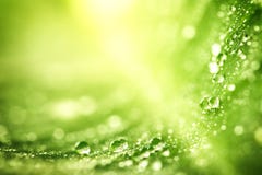 Hoja verde hermosa con descensos del agua