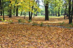 Hojas amarillas que caen de árboles Paisaje maravilloso fotos de archivo libres de regalías Hojas amarillas que caen de árboles Paisaje maravilloso fotos de archivo libres de regalías