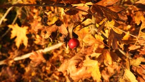 Hojas anaranjadas con la baya roja en otoño en el banco de Danubio imagenes de archivo Hojas anaranjadas con la baya roja en otoño en el banco de Danubio imagenes de archivo