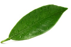 Hojas de la fruta cítrica aisladas en el fondo blanco imagen de archivo Hojas de la fruta cítrica aisladas en el fondo blanco imagen de archivo