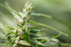Hojas de la marijuana, c??amo en un fondo oscuro, fondo hermoso, cultivo interior, planta de florecimiento del c??amo como legal fotos de archivo Hojas de la marijuana, c??amo en un fondo oscuro, fondo hermoso, cultivo interior, planta de florecimiento del c??amo como legal fotos de archivo