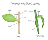 Hojas de Monocot y de Dicot stock de ilustración Hojas de Monocot y de Dicot stock de ilustración
