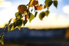Hojas de oto?o en la puesta del sol en el fondo de la ciudad Humor del otoño, ambientes de la caída, árboles del otoño en la luz imagen de archivo Hojas de oto?o en la puesta del sol en el fondo de la ciudad Humor del otoño, ambientes de la caída, árboles del otoño en la luz imagen de archivo