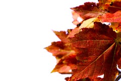 Hojas de otoño Hojas de otoño