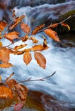 Hojas de otoño amarillas de la rama que cuelgan sobre el río de la montaña con agua azul imágenes de archivo libres de regalías Hojas de otoño amarillas de la rama que cuelgan sobre el río de la montaña con agua azul imágenes de archivo libres de regalías