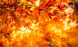 Hojas de otoño, foco muy bajo Imagen de archivo libre de regalías Hojas de otoño, foco muy bajo Imagen de archivo libre de regalías