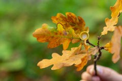 Hojas de otoño, foco muy bajo fotografía de archivo libre de regalías Hojas de otoño, foco muy bajo fotografía de archivo libre de regalías