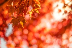Hojas de otoño, foco muy bajo Fotos de archivo Hojas de otoño, foco muy bajo Fotos de archivo