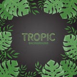 Hojas de palma tropicales del verano en un fondo negro Fotografía de archivo libre de regalías Hojas de palma tropicales del verano en un fondo negro Fotografía de archivo libre de regalías