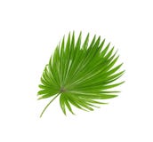 Hojas del verde de la palmera fotografía de archivo Hojas del verde de la palmera fotografía de archivo