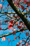 Hojas rojas de la caída imágenes de archivo libres de regalías Hojas rojas de la caída imágenes de archivo libres de regalías