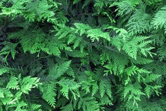 Hojas verdes hermosas de la Navidad de los árboles del Thuja La ramita del Thuja, occidentalis del Thuja es un árbol conífero imp fotografía de archivo Hojas verdes hermosas de la Navidad de los árboles del Thuja La ramita del Thuja, occidentalis del Thuja es un árbol conífero imp fotografía de archivo