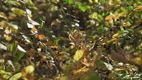 Hojas y bayas de otoño Hojas y bayas de otoño