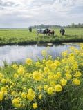 Hojas y vacas amarillas de la primavera en prado holand?s herboso verde el d?a soleado en Holanda cerca de Utrecht fotografía de archivo Hojas y vacas amarillas de la primavera en prado holand?s herboso verde el d?a soleado en Holanda cerca de Utrecht fotografía de archivo