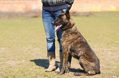 Holländischer Schäferhund-Hund Stockbild - Bild von schön ...