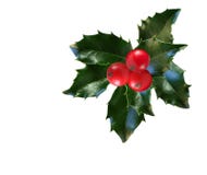Holly Leaf and Berries