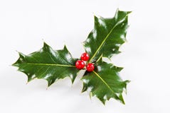 Holly Leaf With Red Berries Royalty Free Stock Images