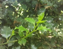 Holly Tree-bladeren De schoonheid in Aard stock foto Holly Tree-bladeren De schoonheid in Aard stock foto