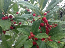 Holly Tree With Red Berries After Rain In Miami. Royalty Free Stock Photo