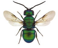 Holopyga fervida, a cuckoo wasp royalty free stock image Holopyga fervida, a cuckoo wasp royalty free stock image