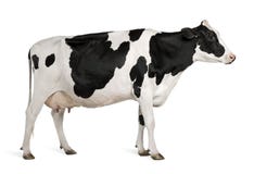 Holstein cow, 5 years old, standing