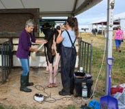 Holstein Friesian Cow Getting A Blow Dry Groomed Editorial Stock Photo Image Of Animal Tail