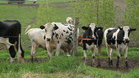 Holstein Friesians cattles in the pasture