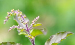 Holy Basil plat head captured in close up royalty free stock images Holy Basil plat head captured in close up royalty free stock images