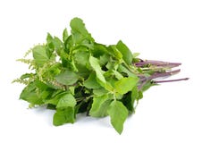 Holy basil or tulsi leaves isolated on white background royalty free stock photo Holy basil or tulsi leaves isolated on white background royalty free stock photo