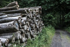 Holzstapelstapelwaldweisenpfützen-Landschaftshintergrund der hölzernen Bahnschlammstraße nicht für den Straßenverkehr lizenzfreies stockfoto Holzstapelstapelwaldweisenpfützen-Landschaftshintergrund der hölzernen Bahnschlammstraße nicht für den Straßenverkehr lizenzfreies stockfoto