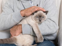 Hombre y gato magnífico del animal doméstico fotografía de archivo libre de regalías Hombre y gato magnífico del animal doméstico fotografía de archivo libre de regalías