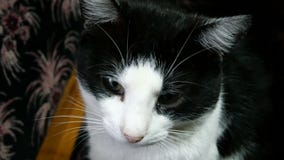 Home cat black and white. Close-up. stock footage Home cat black and white. Close-up. stock footage