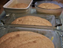 Home made Whole wheat bread dough proofing royalty free stock photos Home made Whole wheat bread dough proofing royalty free stock photos