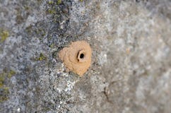 Home Of Potter Wasp On Concrete Royalty Free Stock Images