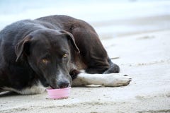 Homeless dog, dog eating and eating looking at camera on the sand beach stock photography Homeless dog, dog eating and eating looking at camera on the sand beach stock photography