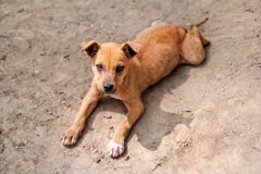 Homeless strayed left yellow puppy on street / Poor roadside and lonely sad stray dog and Look forward Royalty Free Stock Photo Homeless strayed left yellow puppy on street / Poor roadside and lonely sad stray dog and Look forward Royalty Free Stock Photo