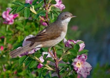 Homem comum do whitethroat empoleirado em um arbusto de florescência com muitas flores fotografia de stock royalty free Homem comum do whitethroat empoleirado em um arbusto de florescência com muitas flores fotografia de stock royalty free