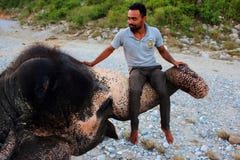 Homem corajoso do mahout do elefante que senta-se no tronco do elefante em Jim Corbett National Park, Índia em 10 20 2017 fotografia de stock royalty free Homem corajoso do mahout do elefante que senta-se no tronco do elefante em Jim Corbett National Park, Índia em 10 20 2017 fotografia de stock royalty free