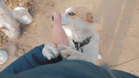 Homem que afaga o fim da cabeça de cão acima da vista de primeira pessoa o homem está afagando o cão amizade entre o cão e o amor filme Homem que afaga o fim da cabeça de cão acima da vista de primeira pessoa o homem está afagando o cão amizade entre o cão e o amor filme