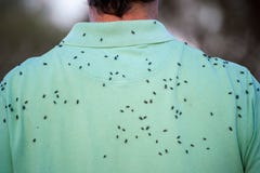 Homem que veste uma camisa verde coberta nas moscas imagem de stock royalty free Homem que veste uma camisa verde coberta nas moscas imagem de stock royalty free