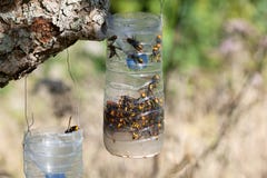 Homemade traps to fight the invasion of the Asian giant hornet
