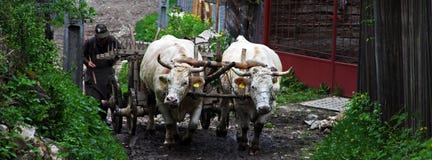 Homme avec des boeufs travaillant dans un petit village en Roumanie images stock Homme avec des boeufs travaillant dans un petit village en Roumanie images stock