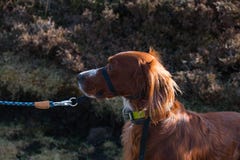 Homme marchant son chien irlandais de poseur rouge le long d'une promenade irlandaise de Cliffside dans le Donegal photos libres de droits Homme marchant son chien irlandais de poseur rouge le long d'une promenade irlandaise de Cliffside dans le Donegal photos libres de droits